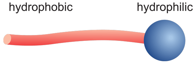 Figure 2: A surfactant consists of a non-polar hydrocarbon chain (red) and a polar head (blue).