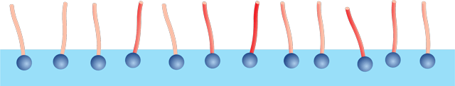 Figure 3: Surfactants accumulate at the interface, because they find energetically favorable conditions there.